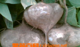 麻豆薯,揭秘神奇薯类的新宠儿